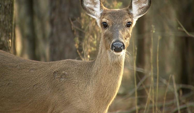 Avoiding collisions with deer.