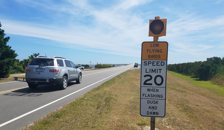 Umstead Bridge Speed Limit Lowered to Protect Roosting Birds