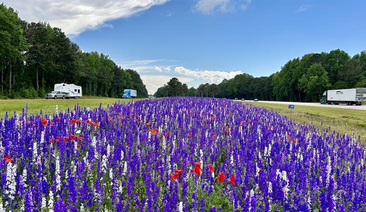 A vibrant field of purple and red wildflowers stretches between two highways, with several trees and vehicles visible in the bac