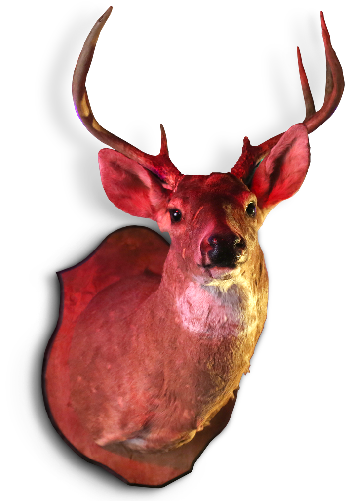 Billy Buck is a deer who is hear to tell you to drive sober
